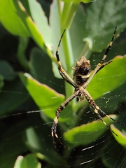 Argiope argentata