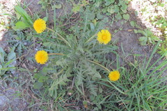 Taraxacum croceiflorum