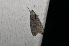 Semioscopis avellanella