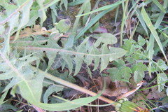 Taraxacum croceiflorum