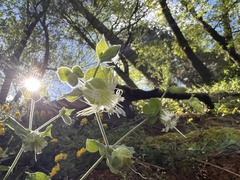 Silene campanulata