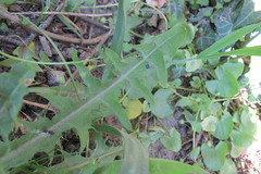 Taraxacum croceiflorum