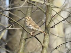 Turdus philomelos