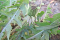 Taraxacum croceiflorum