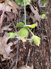 Silene campanulata