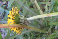 Taraxacum croceiflorum
