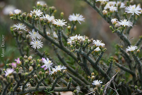 Mesembryanthemum articulatum Thunb. 2