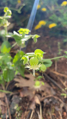 Silene campanulata