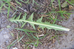 Taraxacum croceiflorum