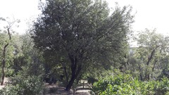Phillyrea latifolia