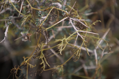 Kedrostis africana