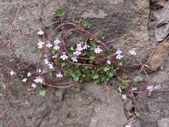 Cymbalaria muralis