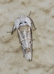 Comadia albistriga