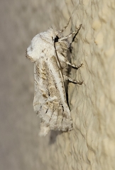 Comadia albistriga