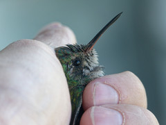 Chlorostilbon lucidus