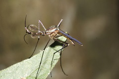 Toxorhynchites theobaldi