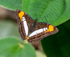 Adelpha serpa