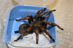 Lasiodorides striatus