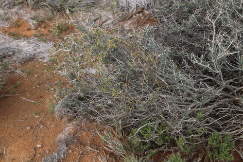 Kedrostis africana