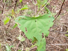 Rhinoncomimus latipes