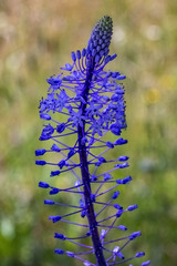 Scilla hyacinthoides