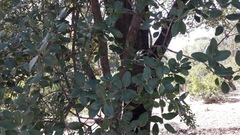 Phillyrea latifolia