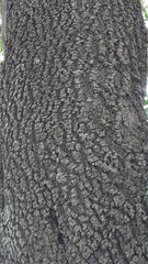 Phillyrea latifolia
