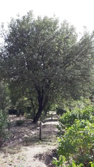 Phillyrea latifolia