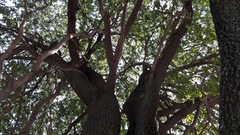 Phillyrea latifolia