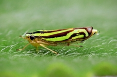 Sibovia sagata