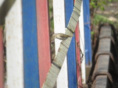 Phylloscopus collybita