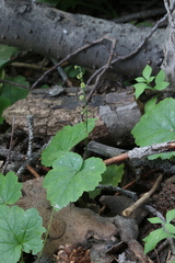 Ozomelis stauropetala