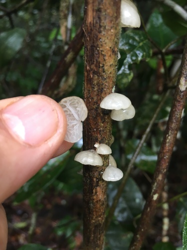 Campanella junghuhnii image