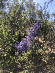 Ceanothus cyaneus