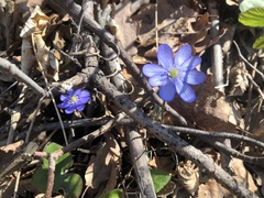 Hepatica nobilis