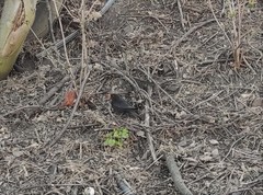 Turdus merula