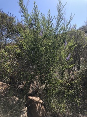 Ceanothus cyaneus