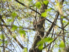 Dendrocopos syriacus