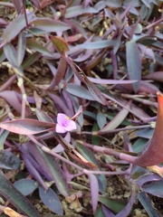 Tradescantia pallida
