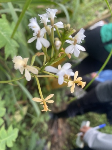 Epidendrum schistochilum Schltr. 2
