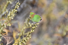 Callophrys dumetorum
