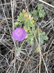 Eremalche parryi kernensis