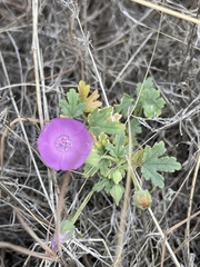 Eremalche parryi kernensis