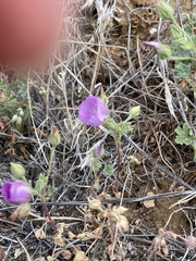 Eremalche parryi kernensis