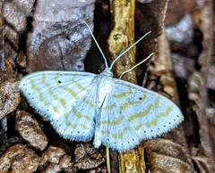 Scopula penultima