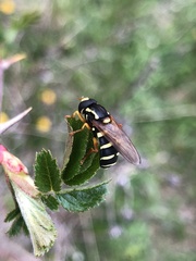 Xanthogramma citrofasciatum