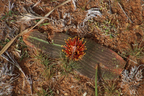 Image of Daubenya marginata by (c) Tony Rebelo, some rights reserved (CC BY-SA)