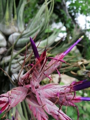 Tillandsia seleriana