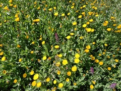 Calendula arvensis