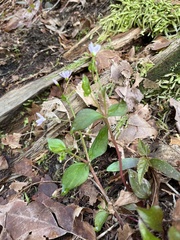 Claytonia sibirica